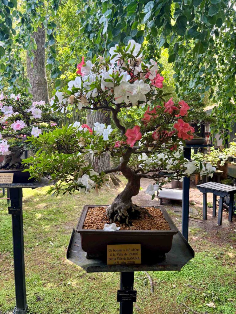 Parc Floral de Paris: A Real Gem in the Bois de Vincennes Bonsai Pavilion
