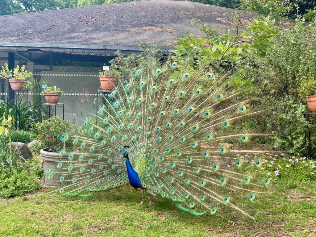 Parc Floral de Paris: A Real Gem in the Bois de Vincennes Peacock at Parc Floral