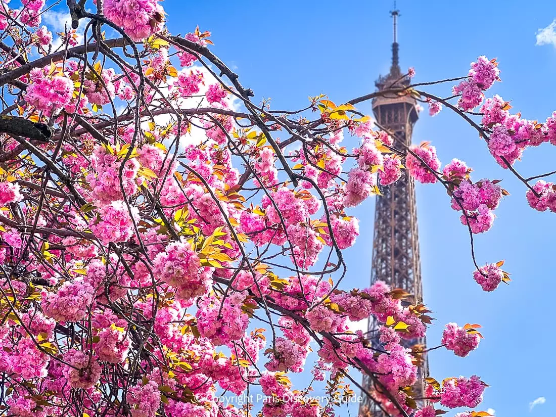 How to Get Eiffel Tower Tickets: 8 Easy Ways to Avoid Standing in Long Lines View of the Eiffel Tower from Trocadero during April when cherry trees bloom